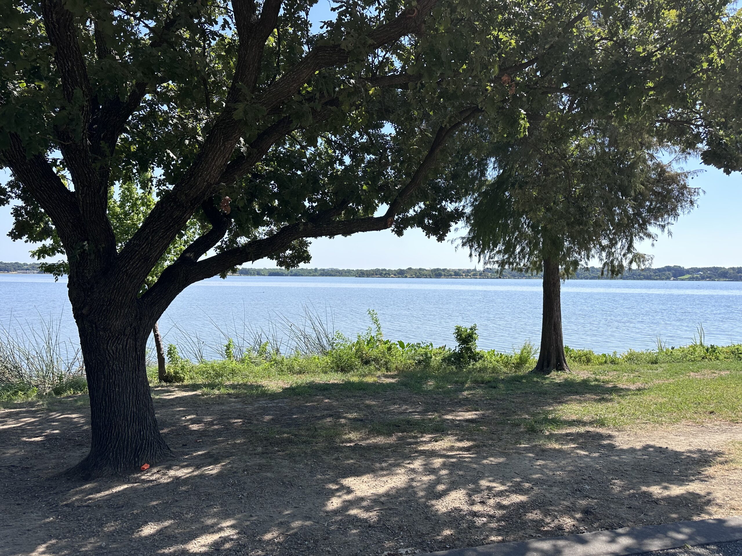 大きな木がつくる木陰と、その向こうに広がるWhite Rock Lake