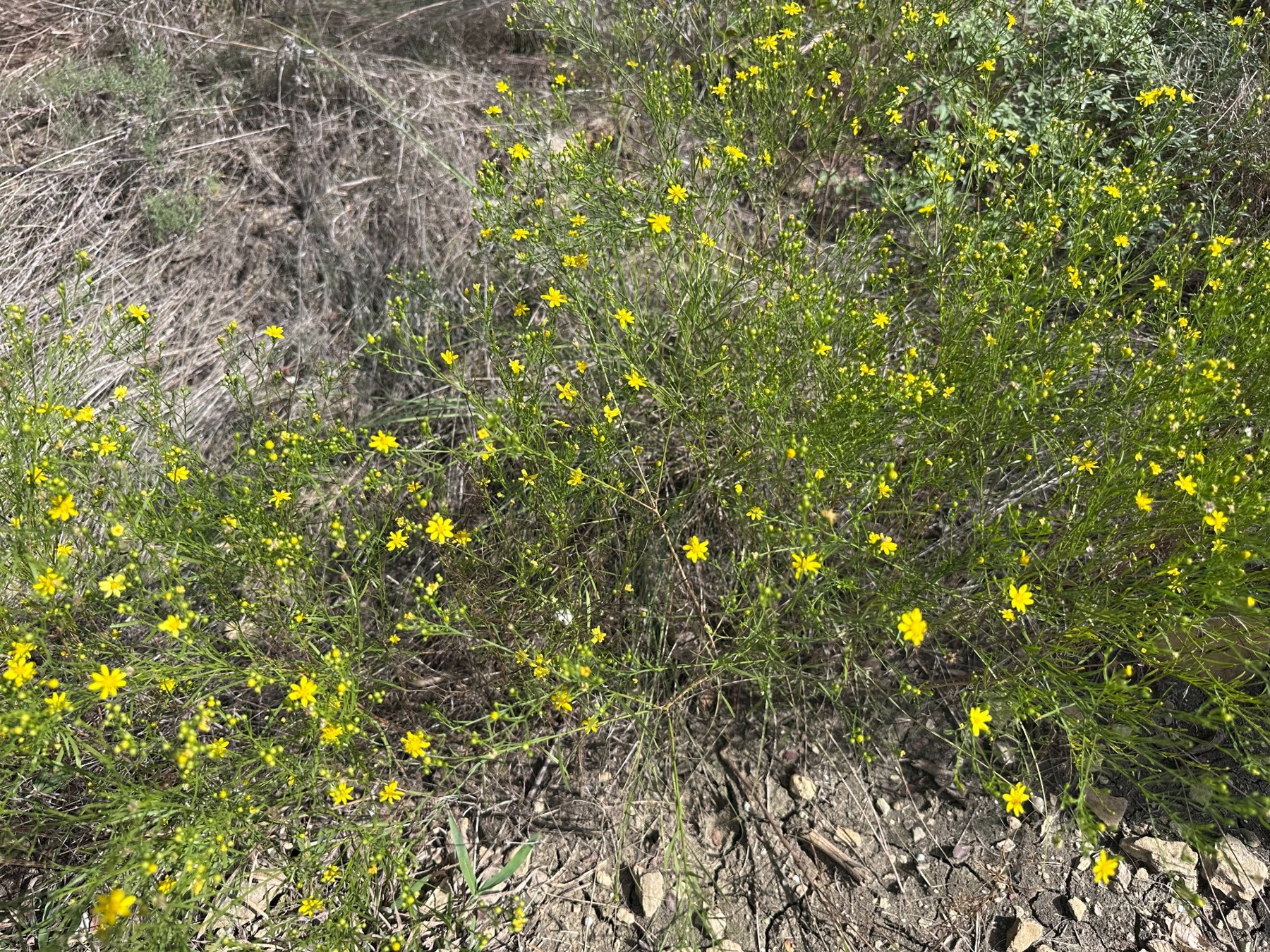 散策中に撮った黄色い花。種類は確認できていませんが、草地の中で色が目を引きました。